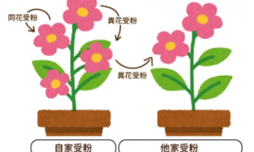 糖与蔗糖区别是什么-糖和蔗糖的区别-蔗糖还是蔗糖,中国糖与蔗糖区别网站